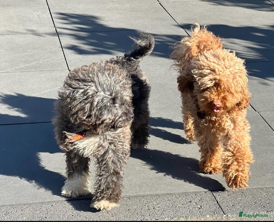 Poedel Toy honden te koop: Toy poedel teefjes - Advertentie 7