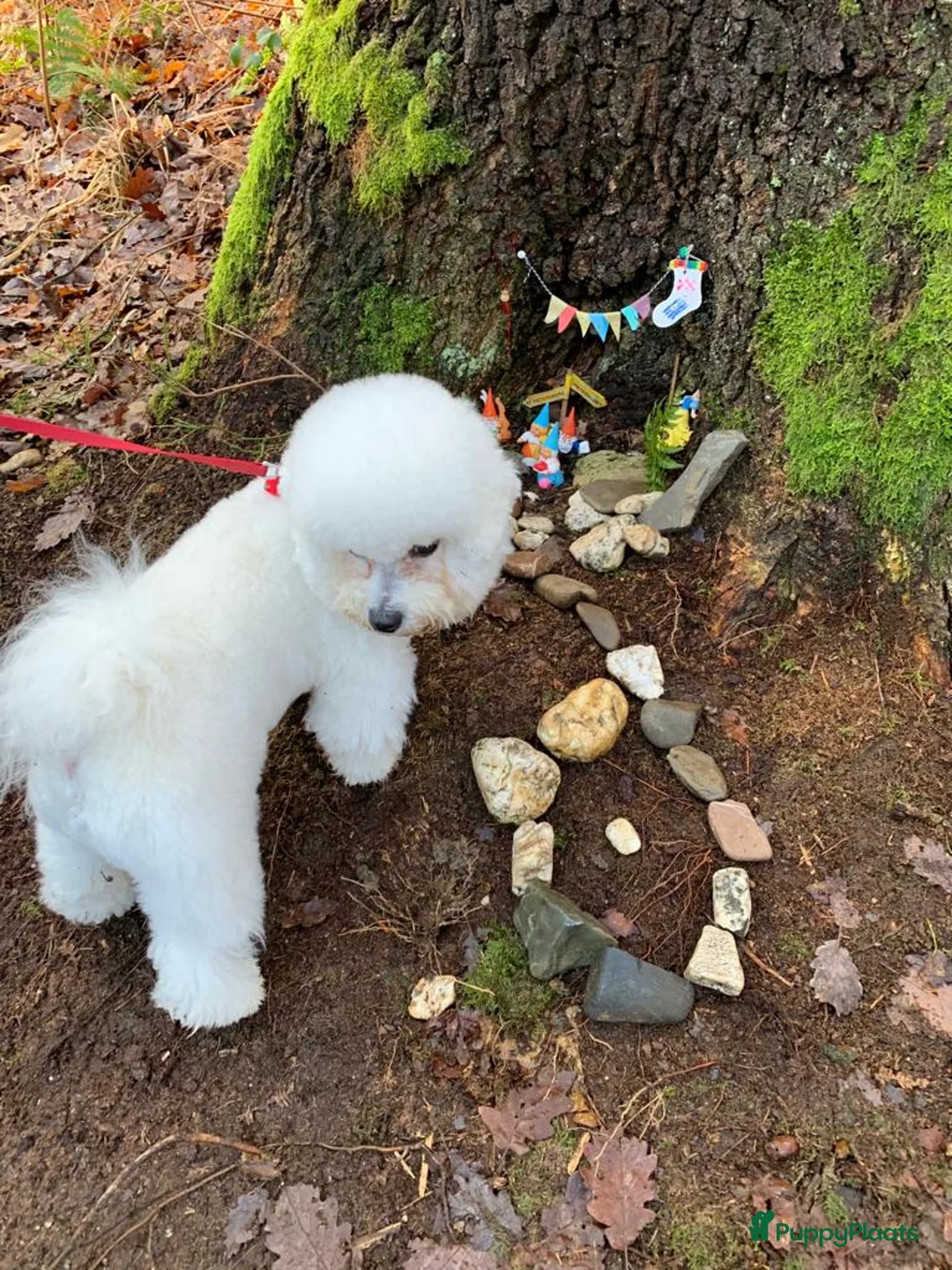 Galerij afbeelding {{count}}