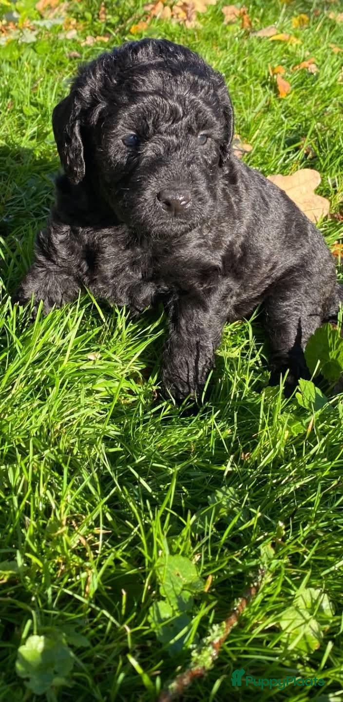 Labradoodle honden  Medium Labradoodle pups  zoeken gouden mandje - Advertentie 2