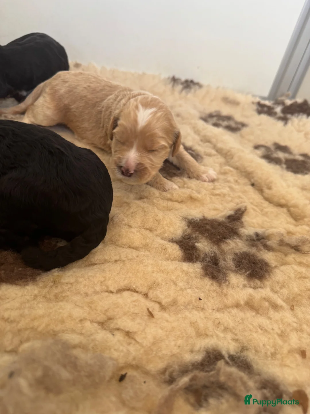 Labradoodle honden te koop: Australian labradoodle puppy’s  - Advertentie 8