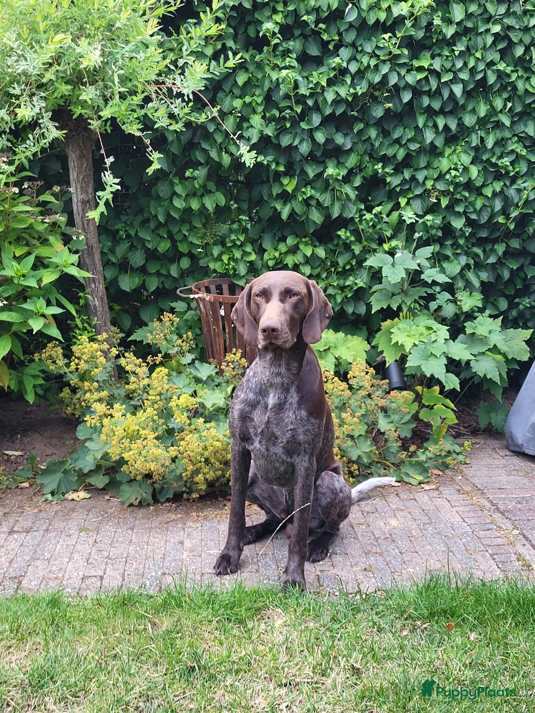 Duitse Staande Hond Korthaar honden te koop: Duitse Staande Korthaar puppy's met stamboom - Advertentie 12