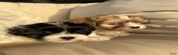 Kruising honden te koop: Prachtige boomer pups  - Advertentie 15