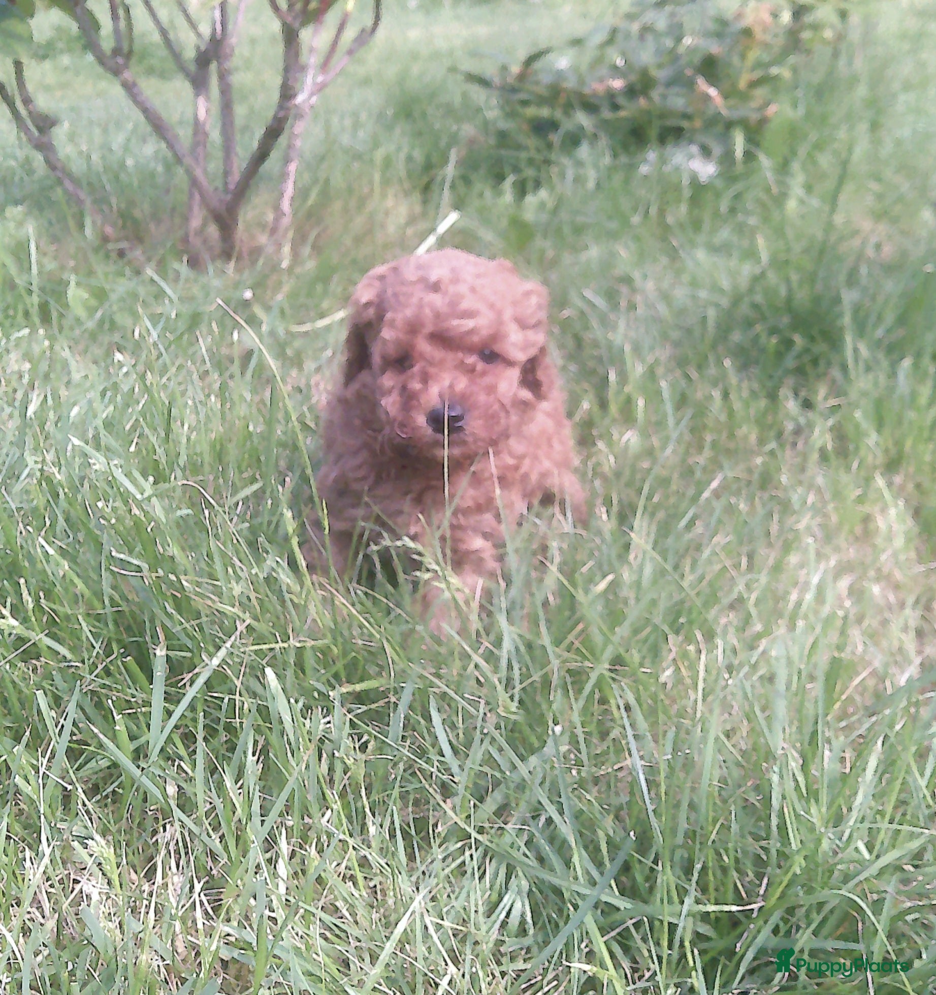 Poedel honden Toypoedel dwergpoedel pups, reutjes - Advertentie 7