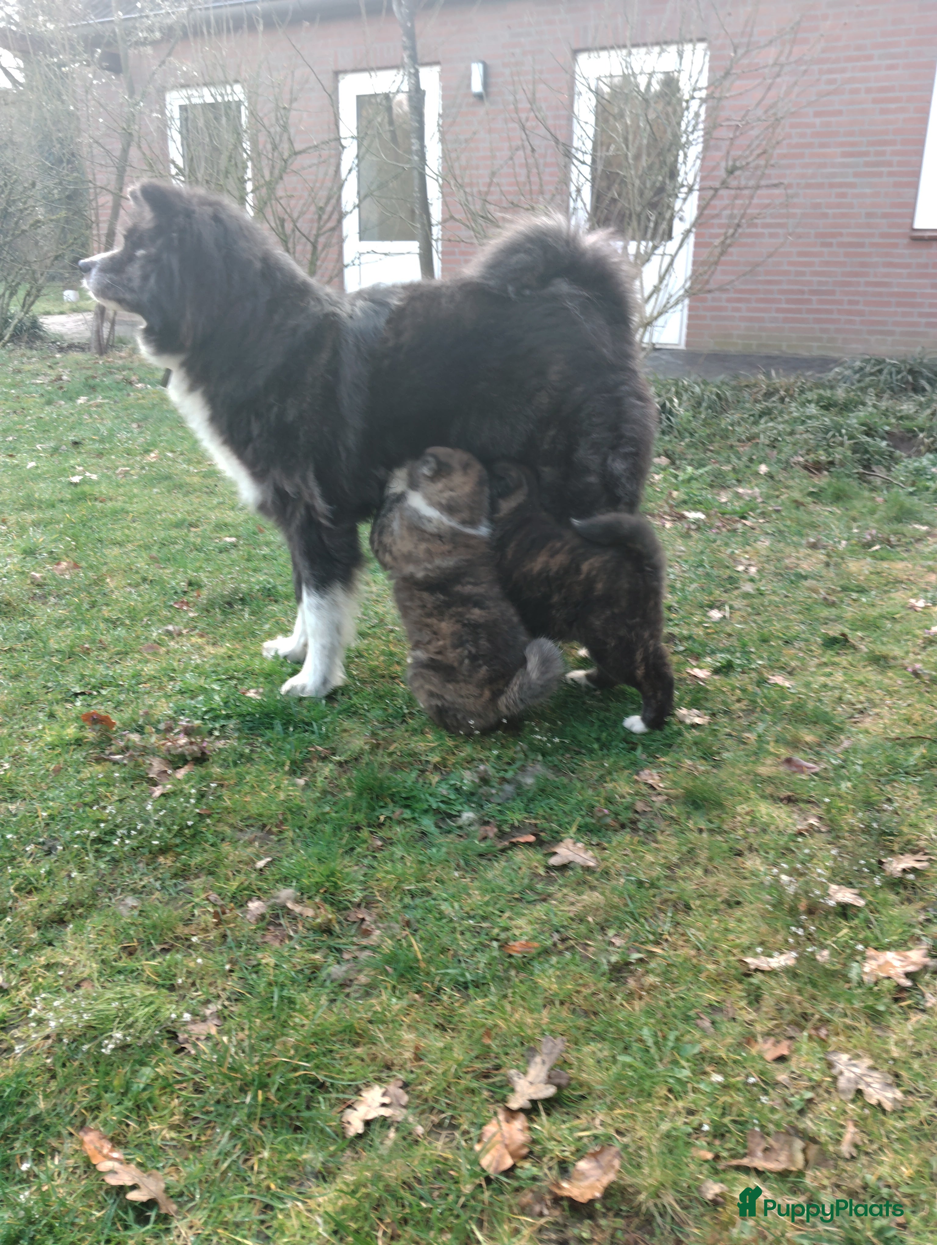 Akita honden Akita pups - Advertentie 2