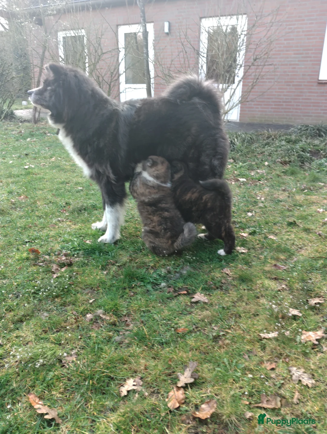 Akita honden te koop: Akita pups - Advertentie 2