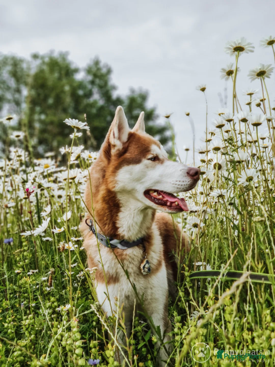 Siberische Husky honden ter dekking: Licht rode dekreu ter aanbieding in Roeselare - Advertentie 3