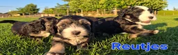Maltipoo honden te koop: 🥰 9 Prachtige Maltipoo pups! Unieke kleuren 🐶 - Advertentie 4