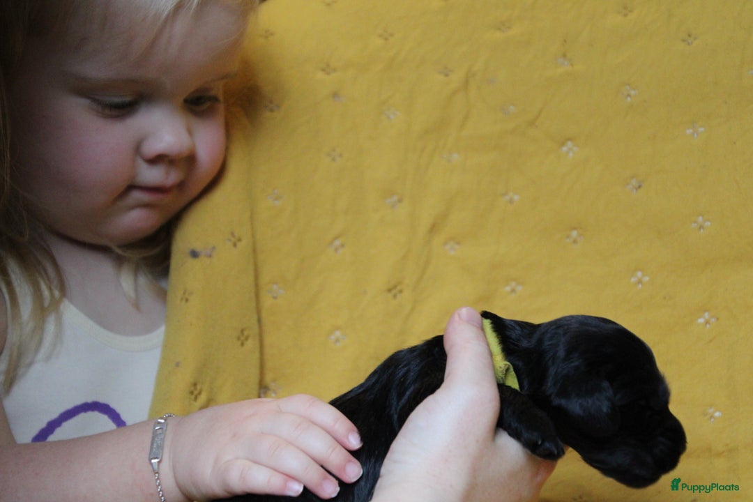 Barbet honden te koop: Barbet puppy’s geboren - Advertentie 25