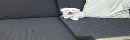 Maltezer honden te koop: Maltezer pups. Rasecht. Vader en moeder aanwezig - Advertentie 2