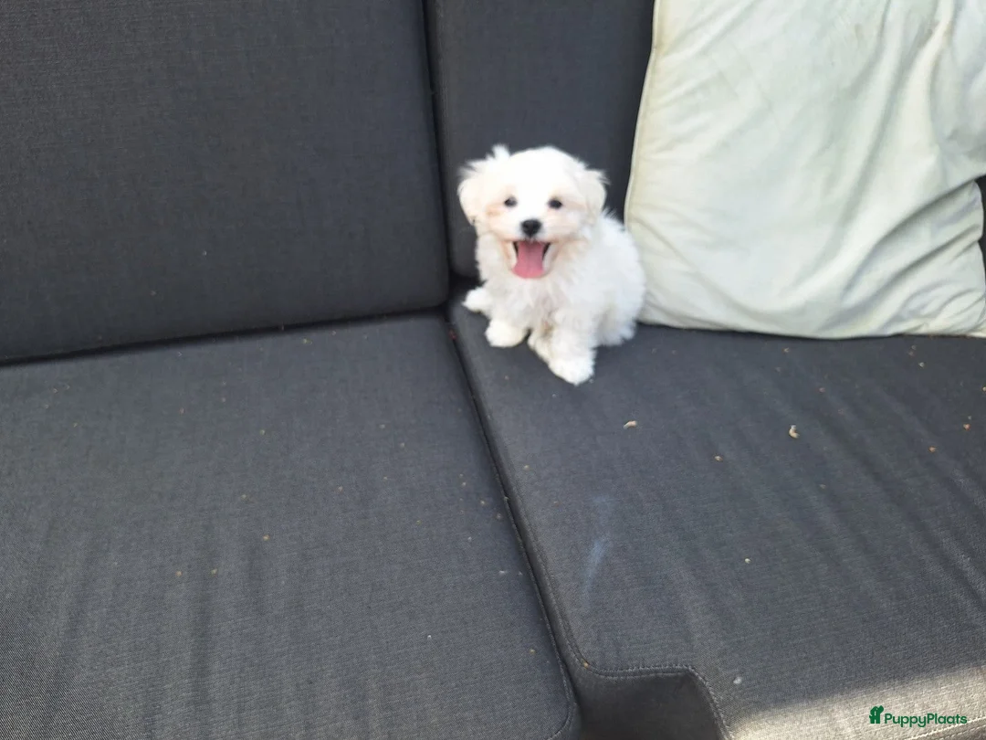 Maltezer honden te koop: Maltezer pups. Rasecht. Vader en moeder aanwezig - Advertentie 2