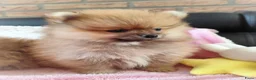 Pomeriaan honden te koop: Drie zeer schattige mini bearface pomeranian pups! - Advertentie 3