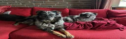 Kruising honden ter dekking: Ter dekking kruising australian shepherd - Advertentie 10