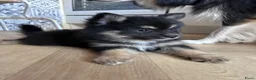Pomsky honden te koop: 6 pomskys - Advertentie 11