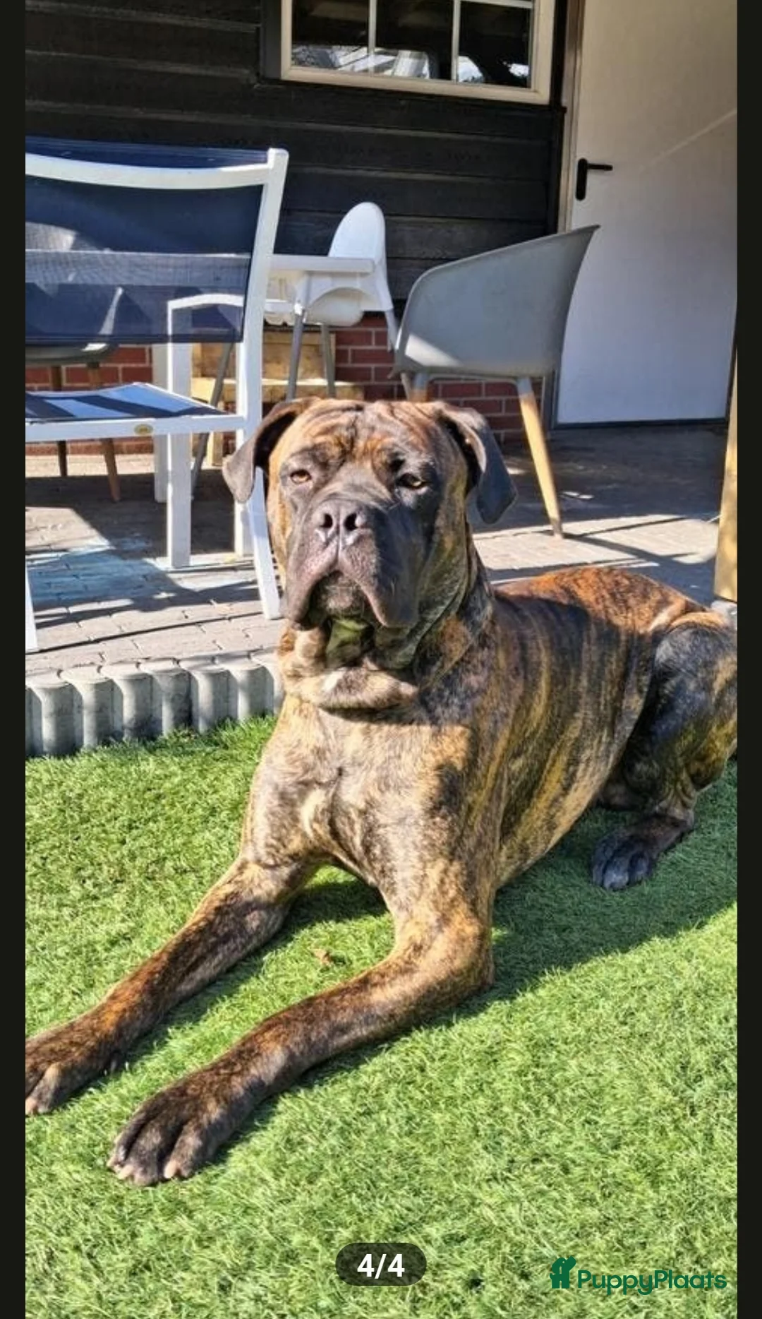 Kruising honden ter dekking: Dekreu (Cane Corso X Bullmastiff) beschikbaar - Advertentie 4