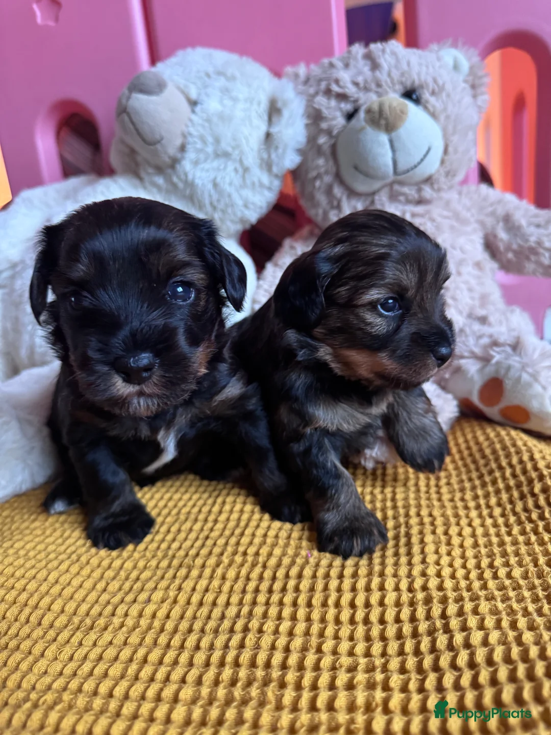 Kruising honden te koop: Yorkipoo pups te koop - Advertentie 4