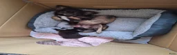 Chihuahua honden te koop: Nog 1 mini chihuahua reutje,langharig lichtbruin  - Advertentie 2