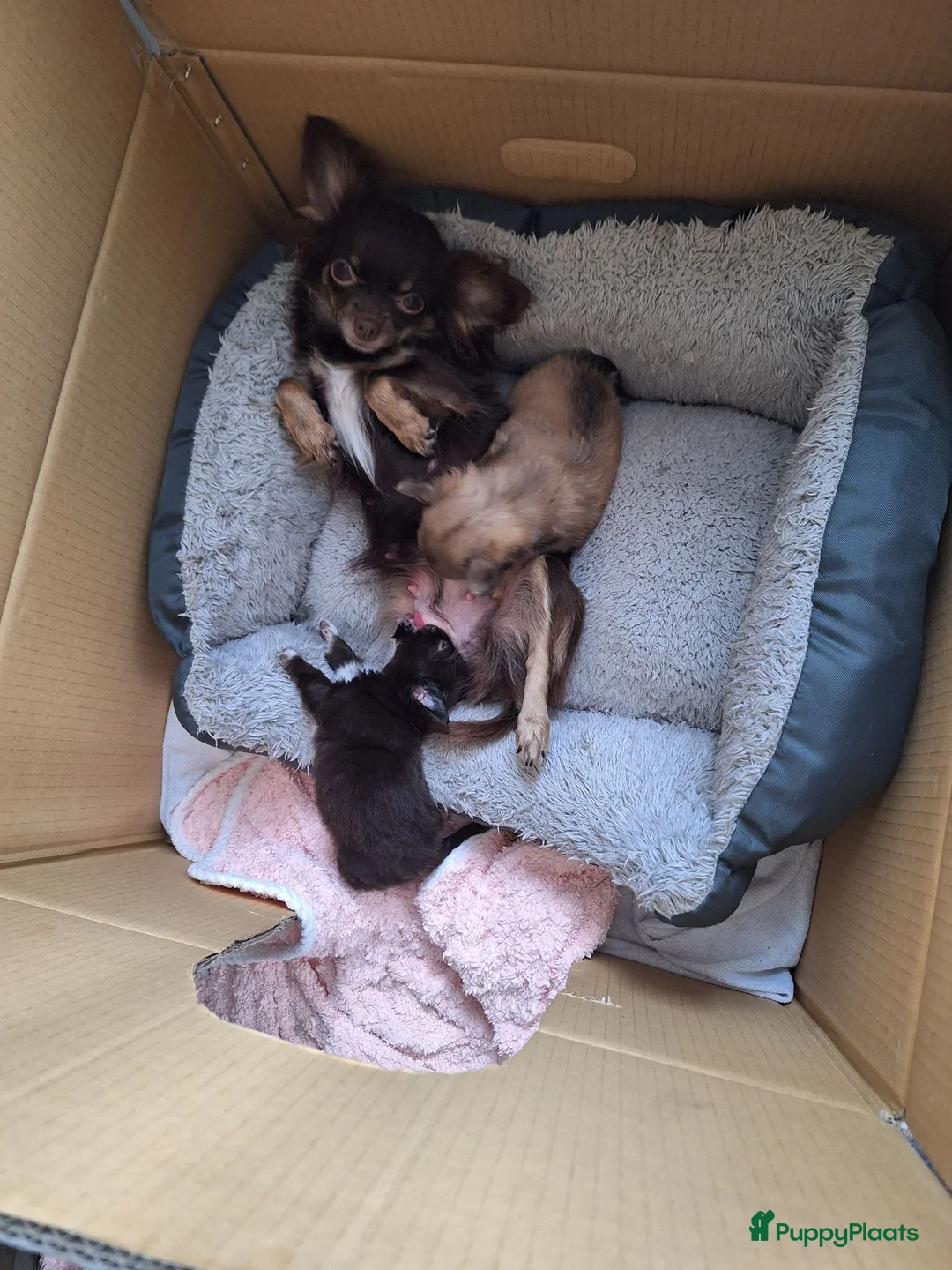 Chihuahua honden te koop: Nog 1 mini chihuahua reutje,langharig lichtbruin  - Advertentie 2