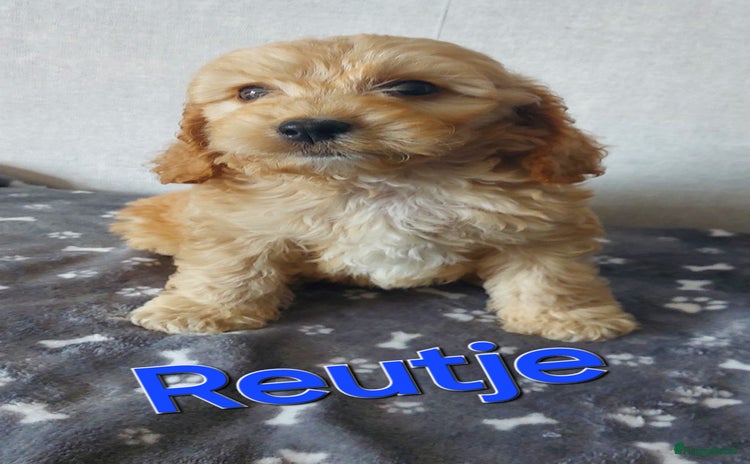 Cockapoo honden - Advertentie 5