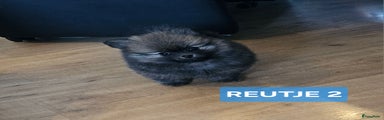 Pomeriaan Puppy 2
