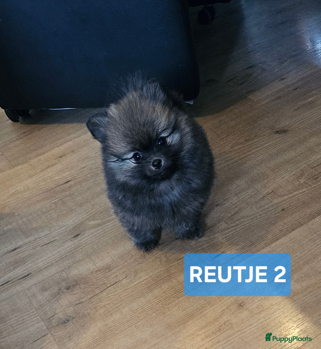 Pomeriaan honden te koop: mooie pomeriaan pups - Advertentie 3