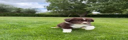 Kruising honden te koop: Australian Shepherd x Border Collie pups - Advertentie 6