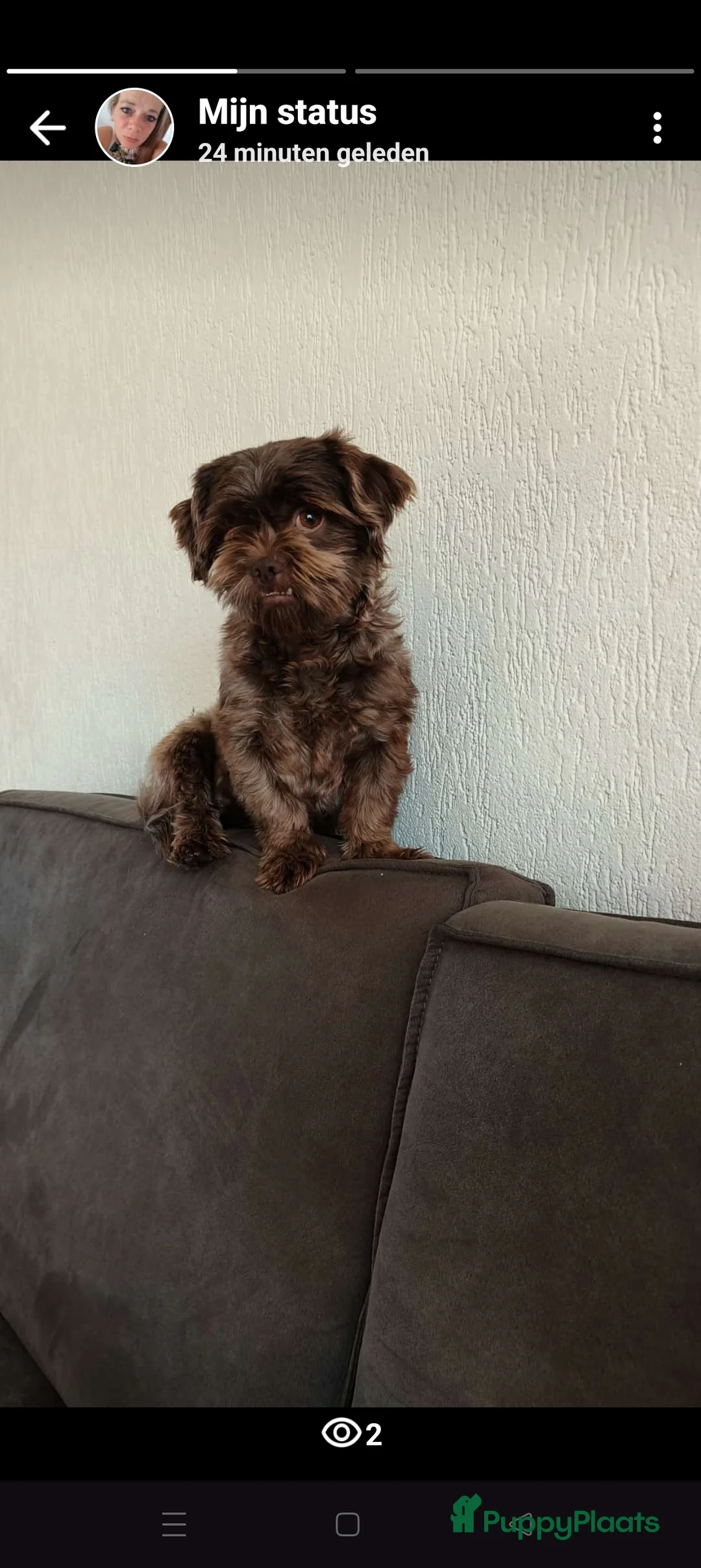 Shih Tzu honden te koop: Teef zwanger in Heerlen - Advertentie 1