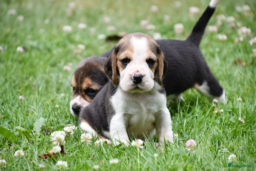 Beagle honden te koop: Prachtige Beagle pups  - Advertentie 2