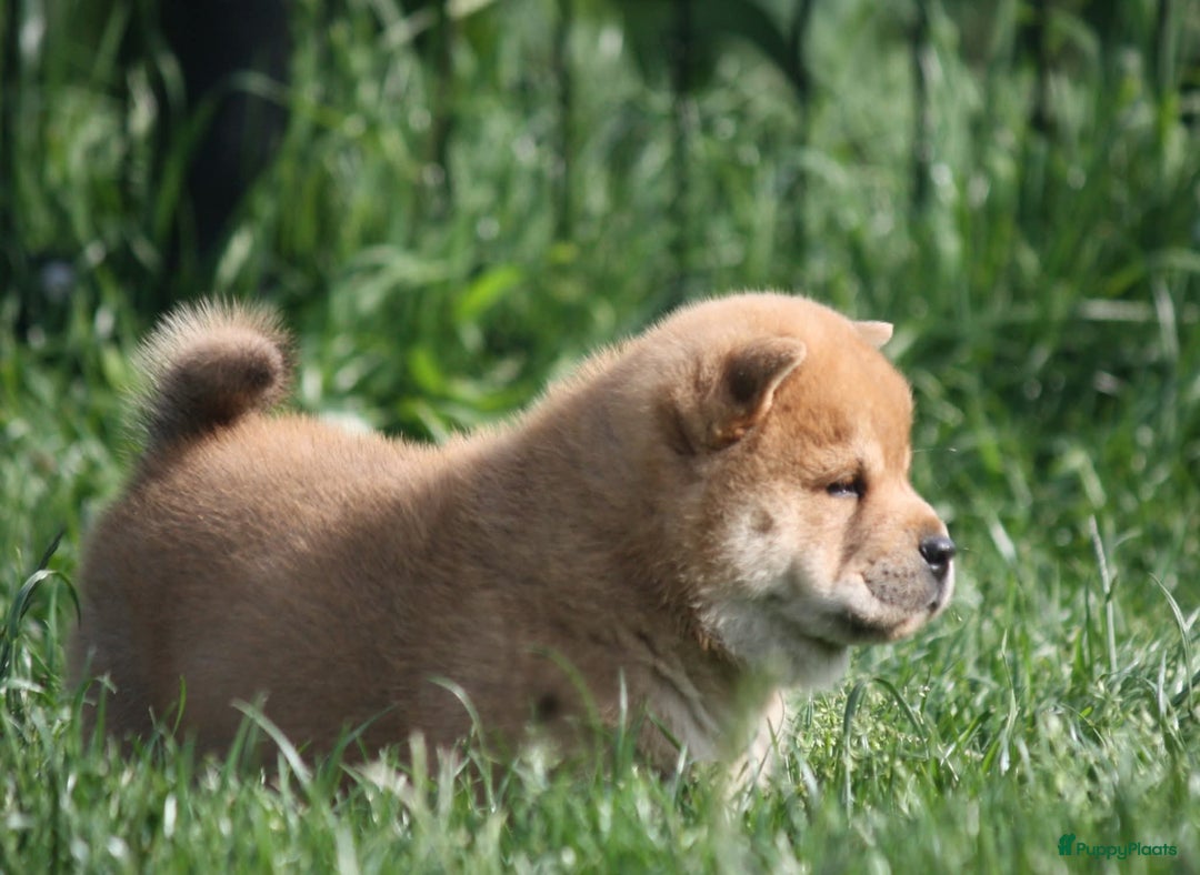 Chow Chow honden te koop: Chow Chow pups - Afbeelding 7