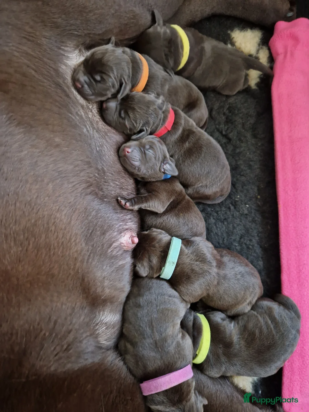 Labrador Retriever honden te koop: Nog 1 bruine labrador reu met stamboom beschikbaar - Advertentie 2