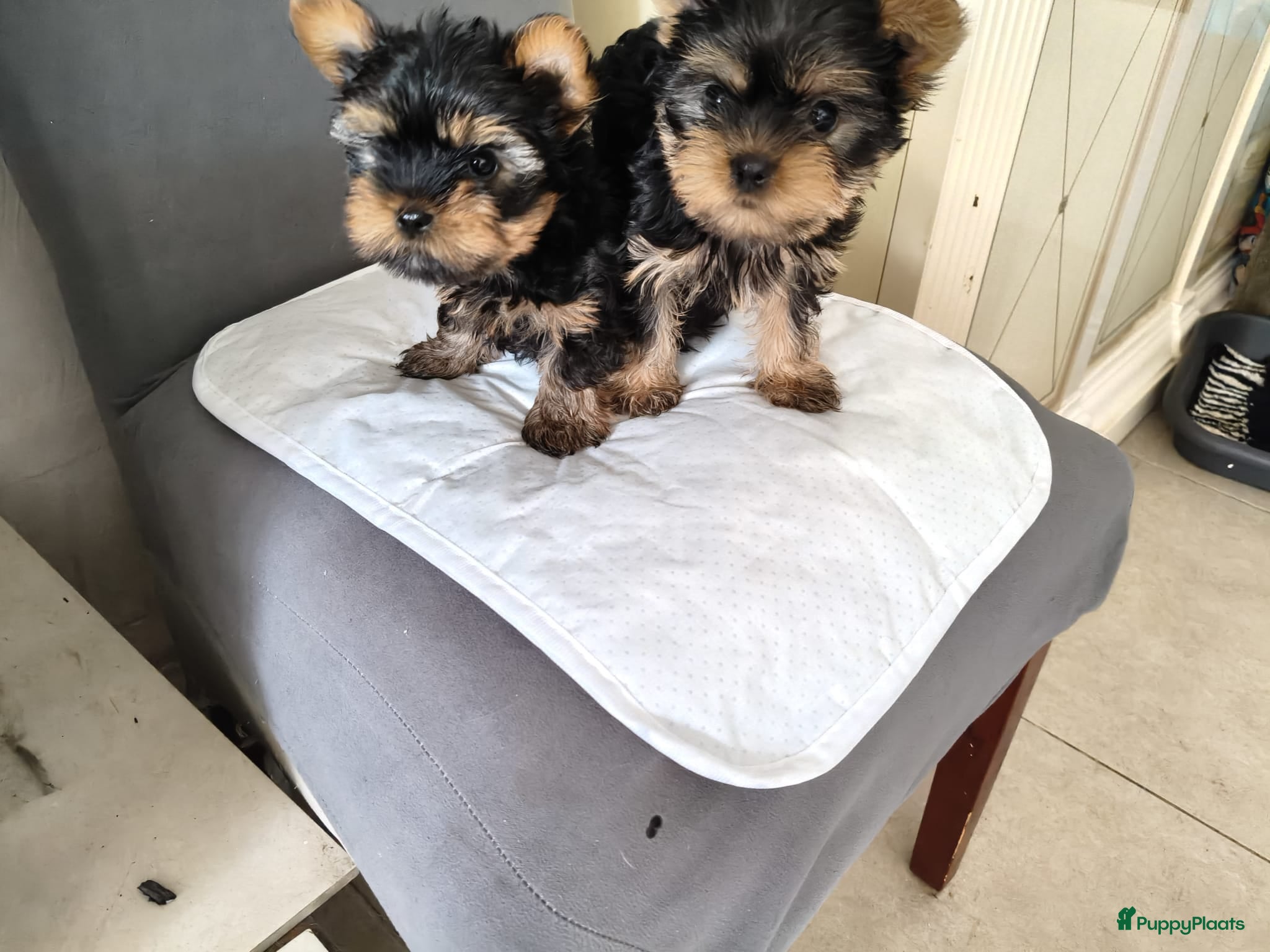 Yorkshire Terriër honden Yorkshire Terriër Mini pups te koop   - Advertentie 1