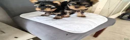 Yorkshire Terriër honden te koop: Yorkshire Terriër Mini pups te koop   in Rijen - Advertentie 1