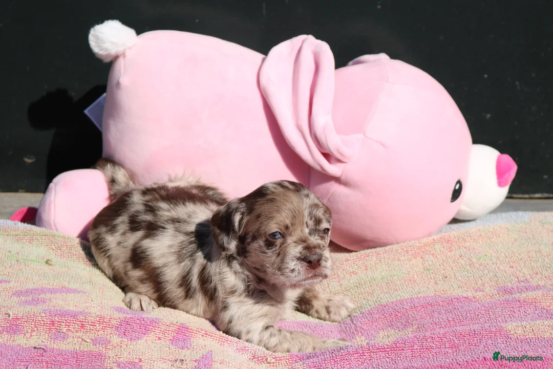 Kruising honden te koop: zeer bijzondere puppy's franse bulldog x toypoedel - Advertentie 2