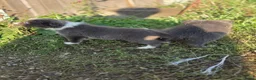 Border Collie honden te koop: Prachtige Lilac en Blue border collie pups - Advertentie 32
