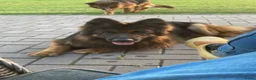 Duitse Herder honden te koop: Langharige Duitse herder puppy’s met rechter rug.  - Advertentie 23