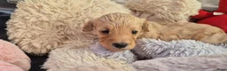 Cockapoo honden te koop: Kleine maat cockapoo pups - Advertentie 5