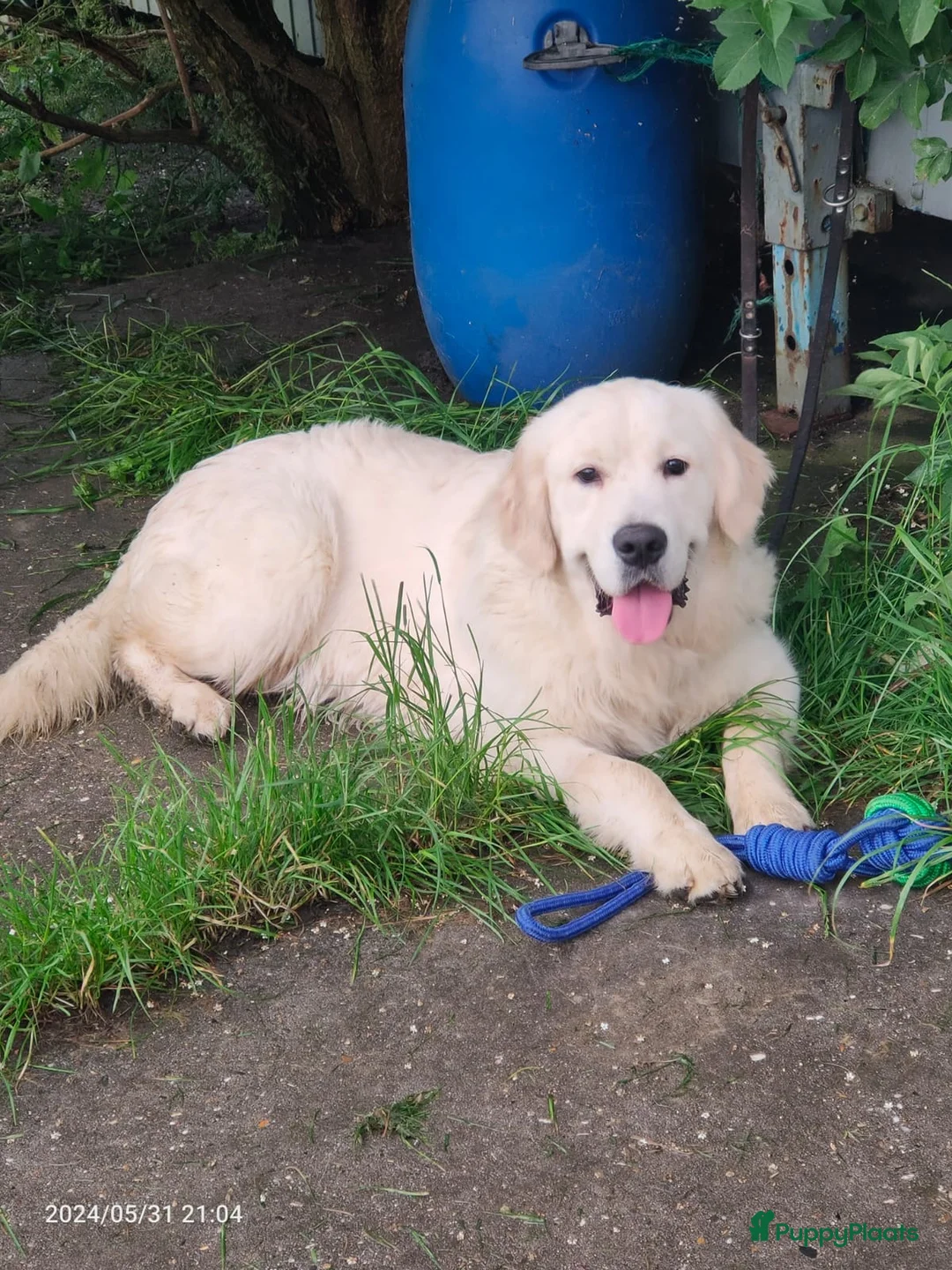 Golden Retriever honden te koop: 2 Golden retriever reutjes 🩵 zie uitleg prijs - Advertentie 14