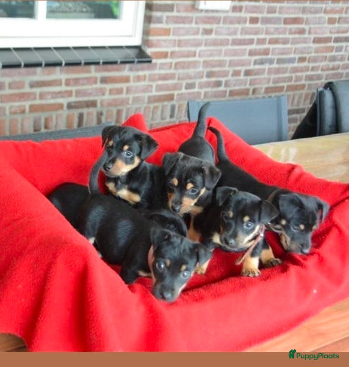 Jack Russel Terriër honden te koop: Supermooie Jack-Russell pups,  groeien op in huis. - Advertentie 9