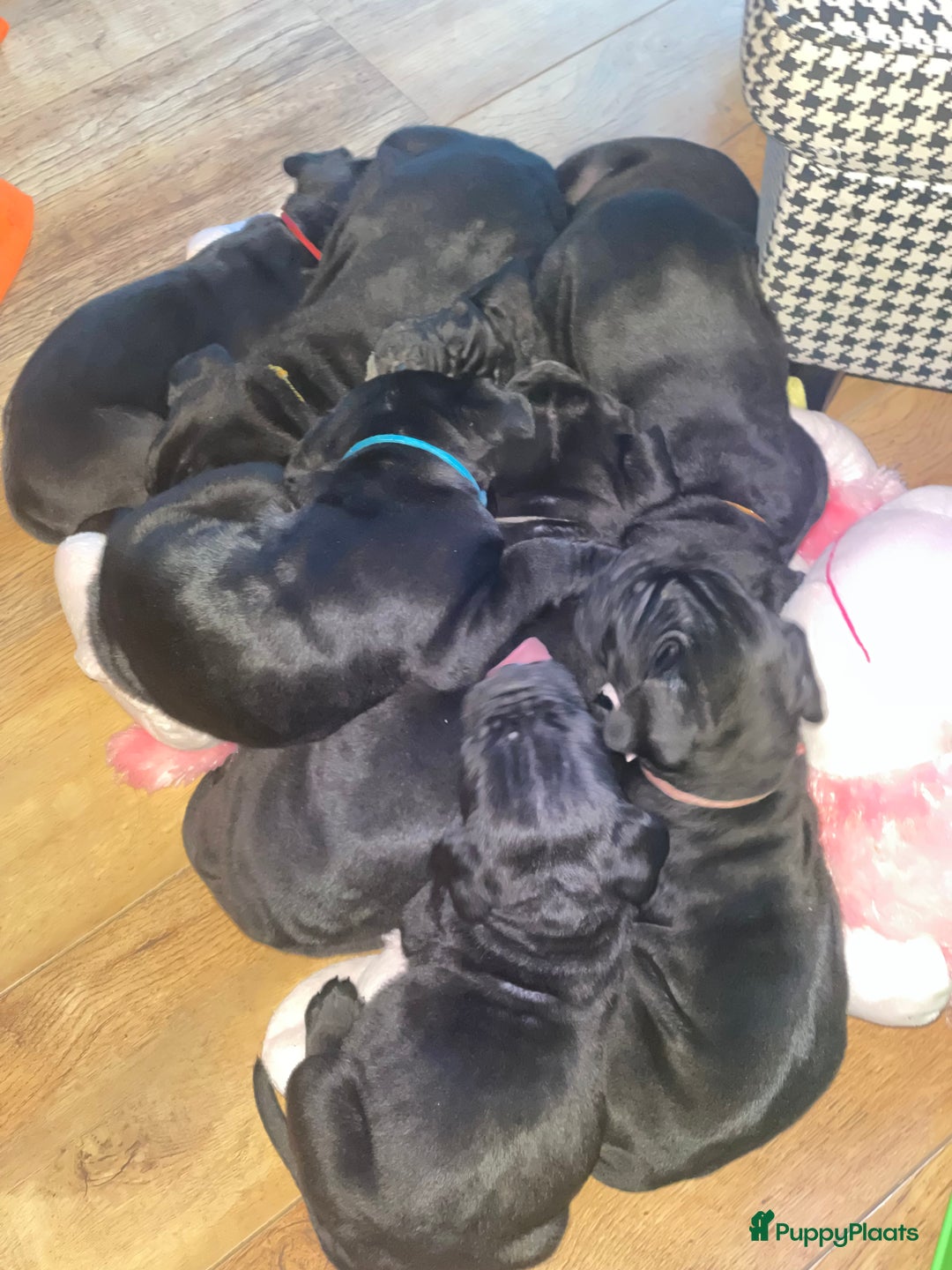 Cane Corso honden te koop: Te koop zwarte Cane corso pups met FCI stamboom  - Advertentie 9