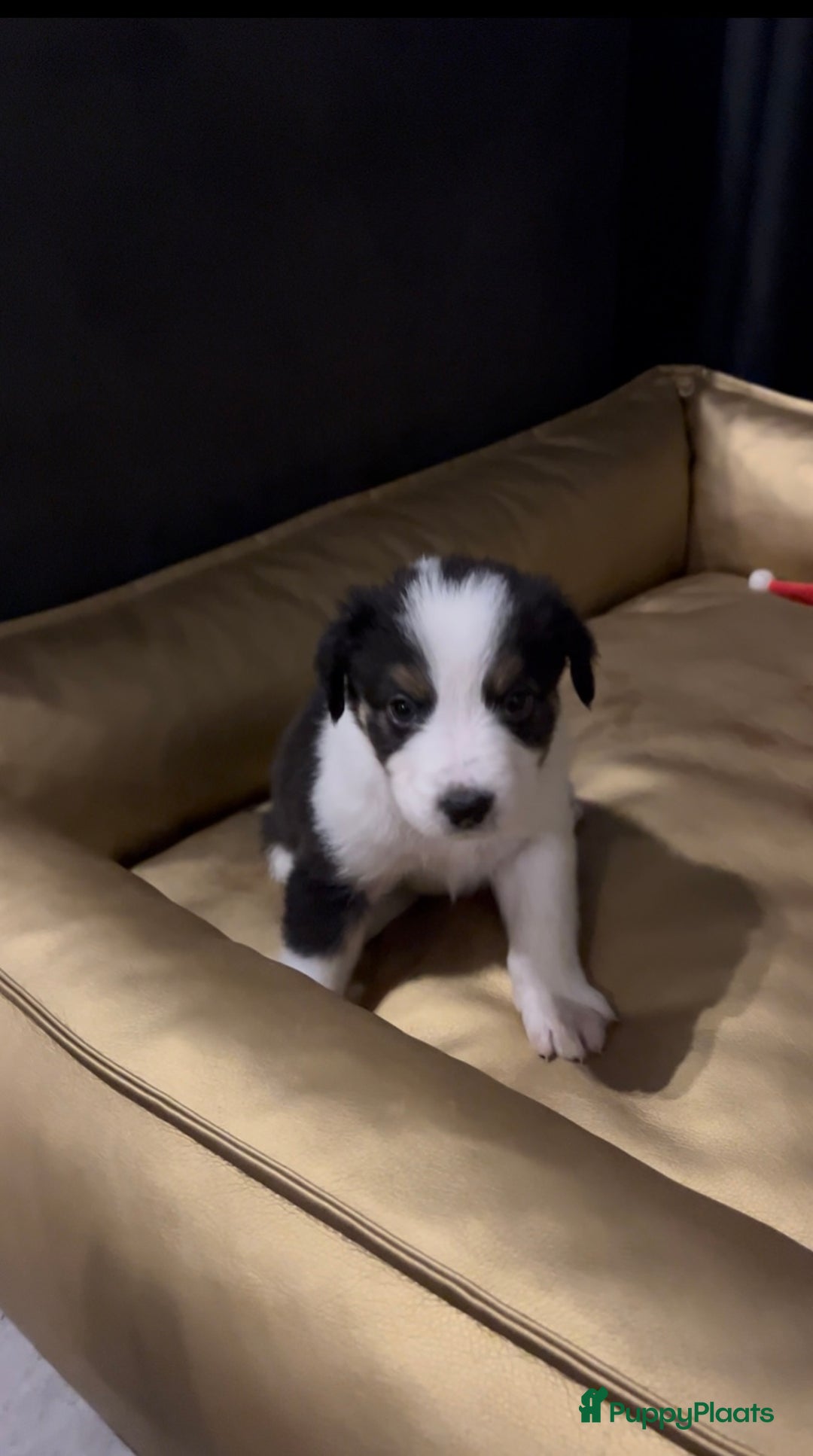 Australian Shepherd honden te koop: Raszuivere Australian Shepherd pups - Advertentie 8