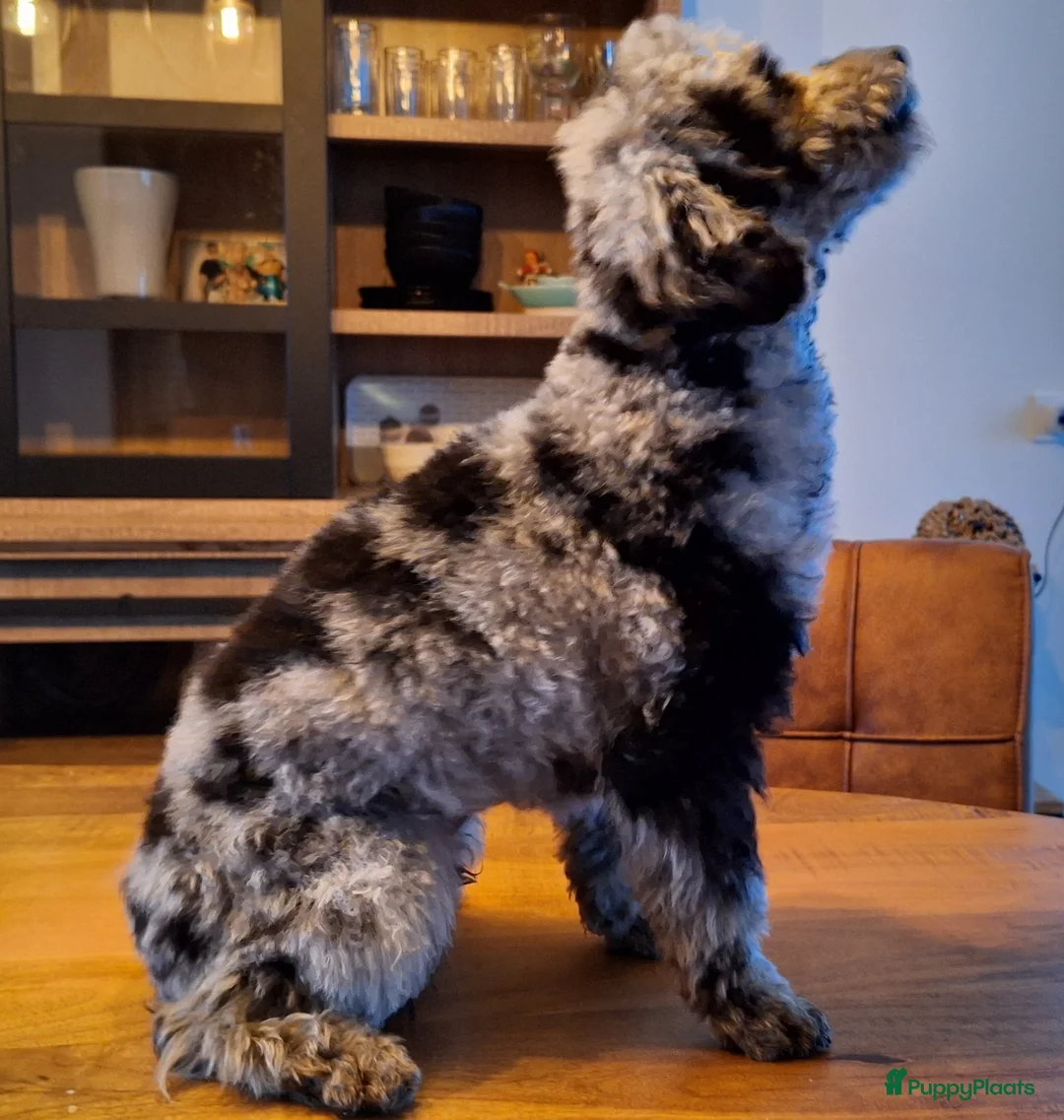Dwergpoedel honden ter dekking: merle dekreu dwergpoedel in Budel - Advertentie 2