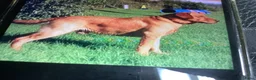 Labrador Retriever honden te koop: Zeer mooie labradorpuppies van stamboomoudersZz  - Advertentie 7