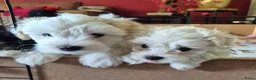 Morkie honden te koop: Zeer mooie witte Morkie pups reutjes in Groningen - Advertentie 9