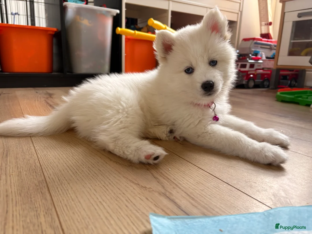 Pomsky honden te koop: Pomsky pups te koop –blauwe ogen–nog 1 beschikbaar - Advertentie 4