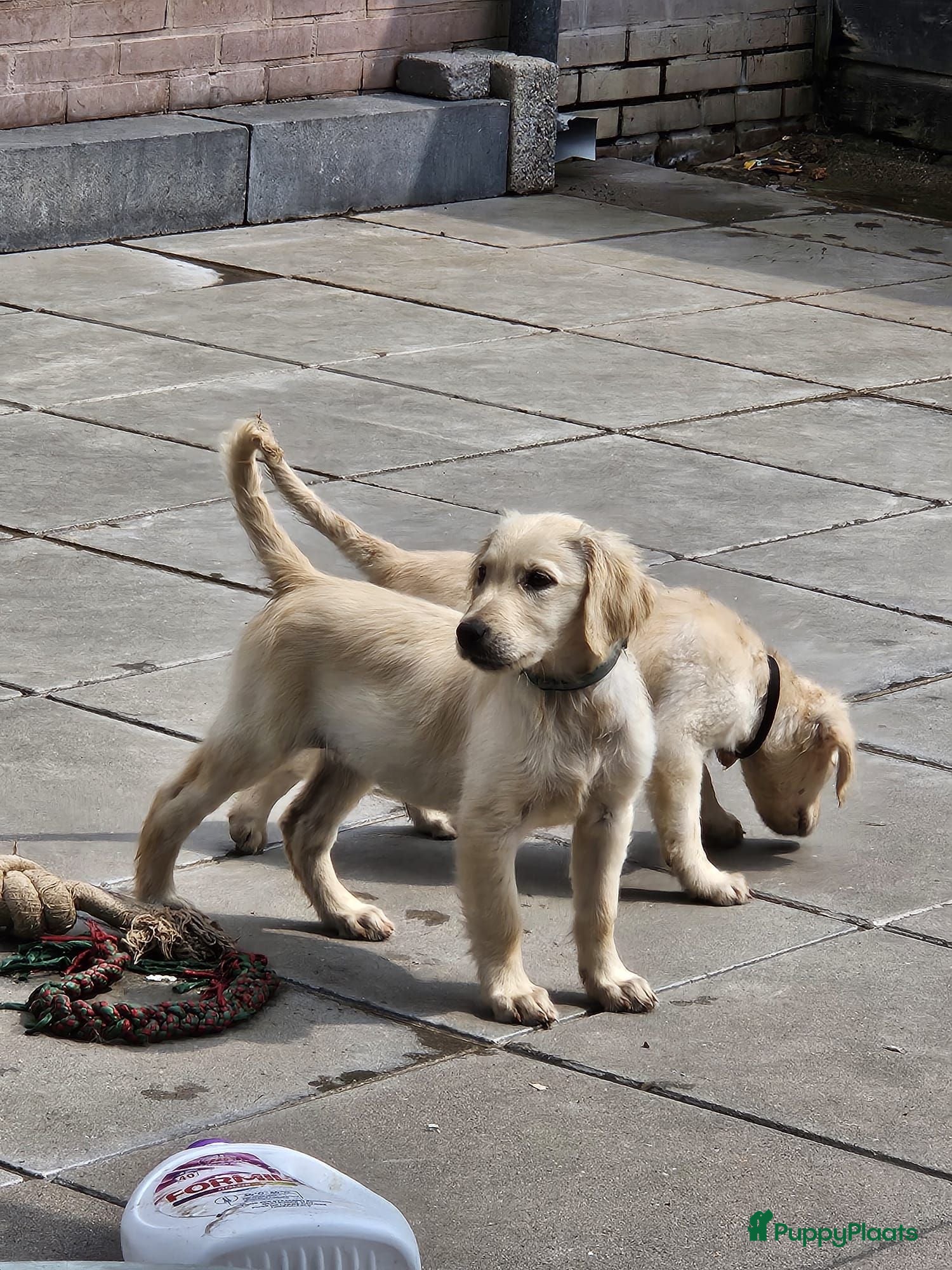 Flatcoated Retriever honden Flatcoated Retriever Pups te koop  - Advertentie 2