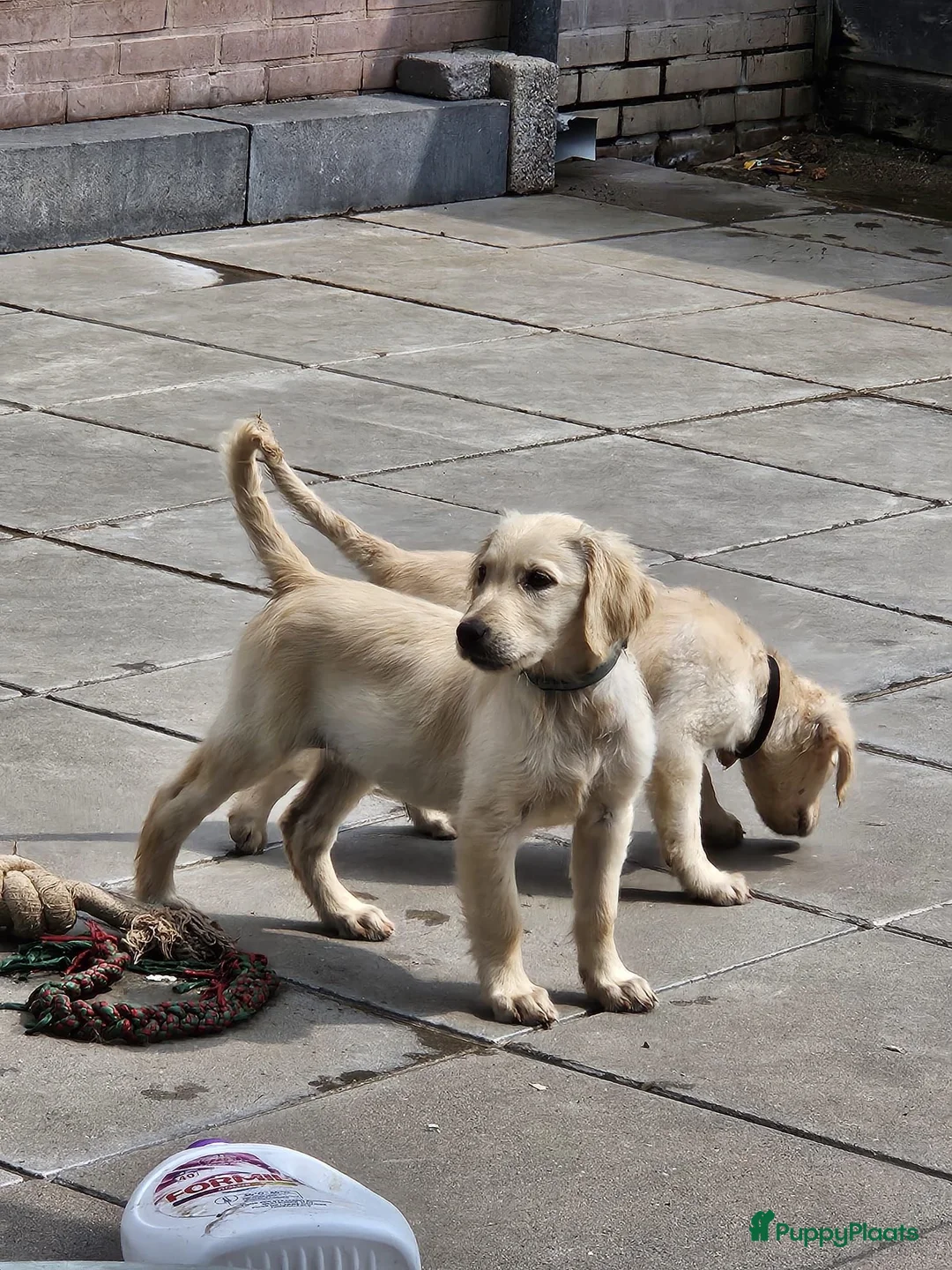 Flatcoated Retriever honden te koop: Flatcoated Retriever Pups te koop  - Advertentie 2