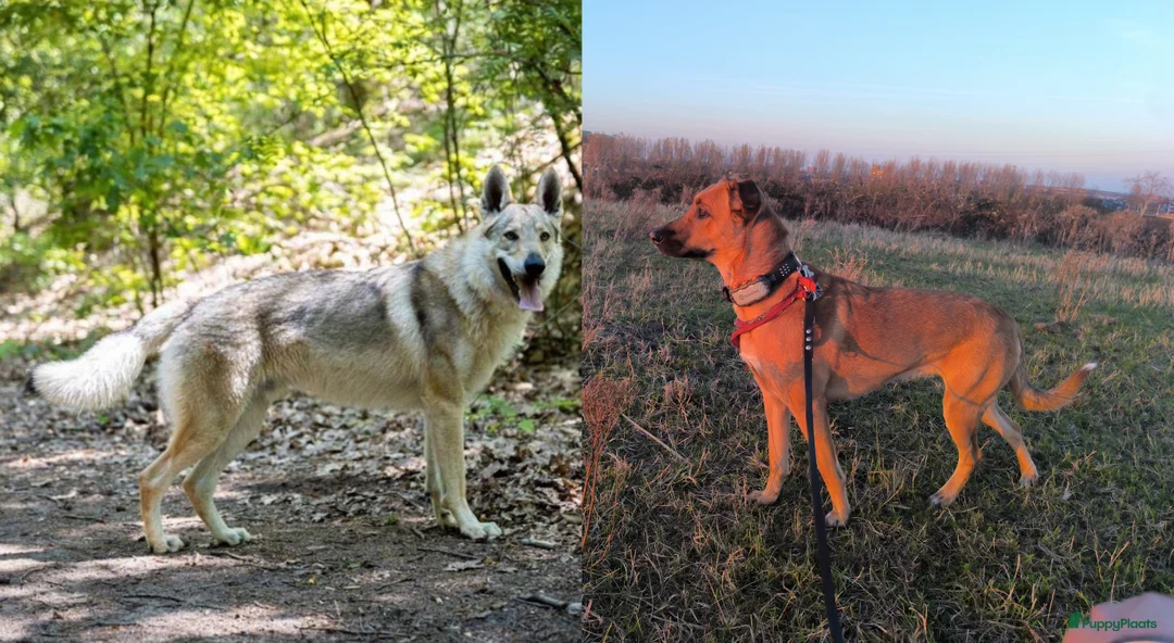 Kruising honden te koop: Tsjechoslowaakse wolfhond x Podenco-Mechel pups - Advertentie 1