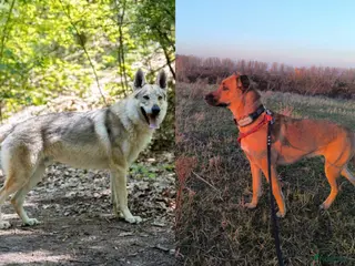 Kruising honden Tsjechoslowaakse wolfhond x Podenco-Mechel pups - Advertentie 3