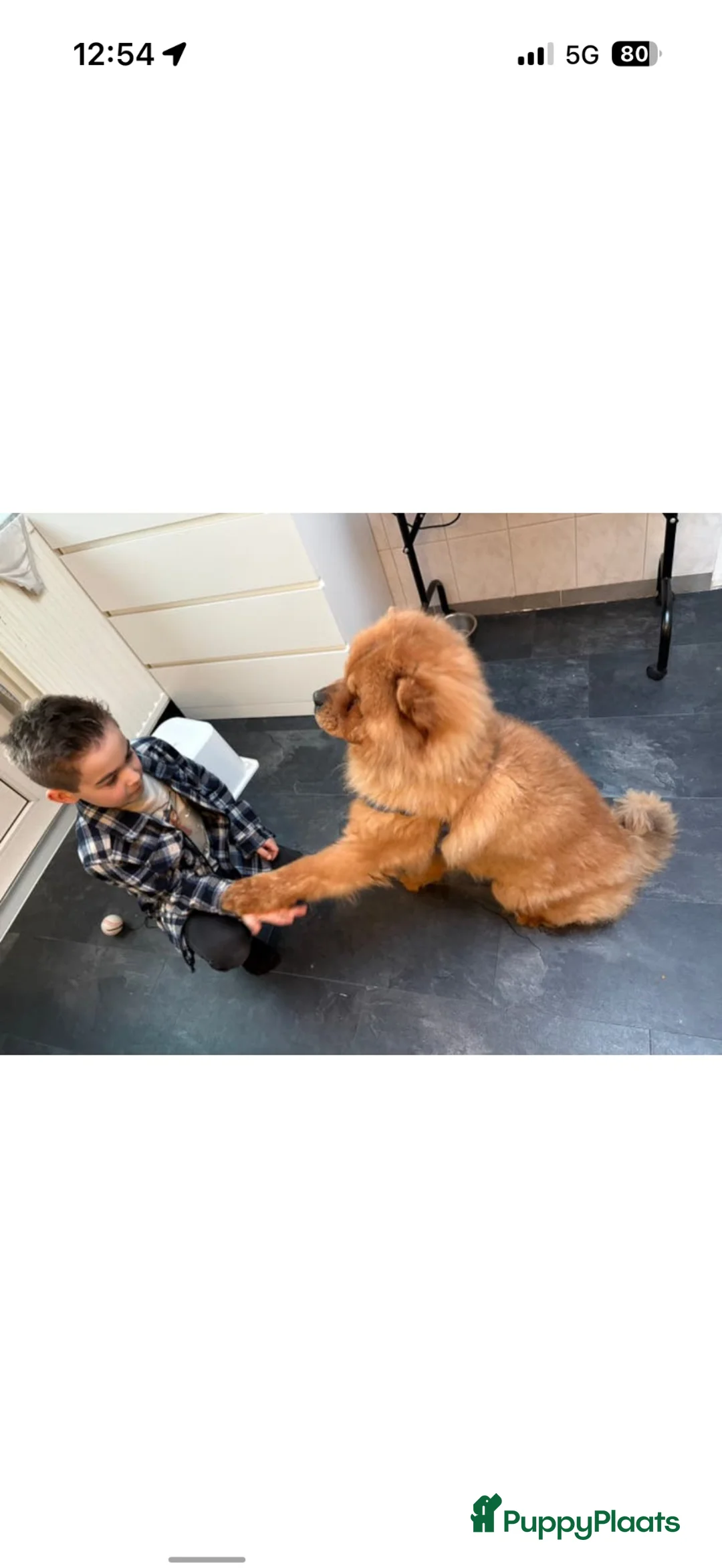 Chow Chow honden te koop: Chowchow reu te koop in Kerkrade - Advertentie 2