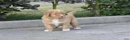 Nova Scotia Duck Tolling Retriever honden te koop: Nova Scotia Duck Tolling Retriever pups # Toller - Advertentie 14