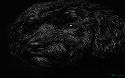 Labradoodle honden te koop: Prachtige Doodle - La Poodle pups te koop  - Afbeelding 10